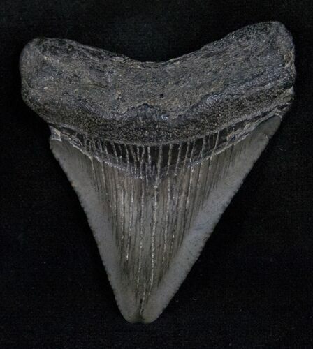 Fossil Megalodon Tooth - South Carolina #13683